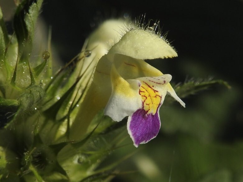 Mark_A_Eaton's tweet photo. Have failed to find this species a few times before, so delighted to catch up with it at Lakenheath with help from @RSPBFens colleagues. And what an absolute belter! Large-flowered Hemp-nettle #wildflowerhour @BSBIbotany @wildflower_hour https://t.co/ei0OmhIzLF