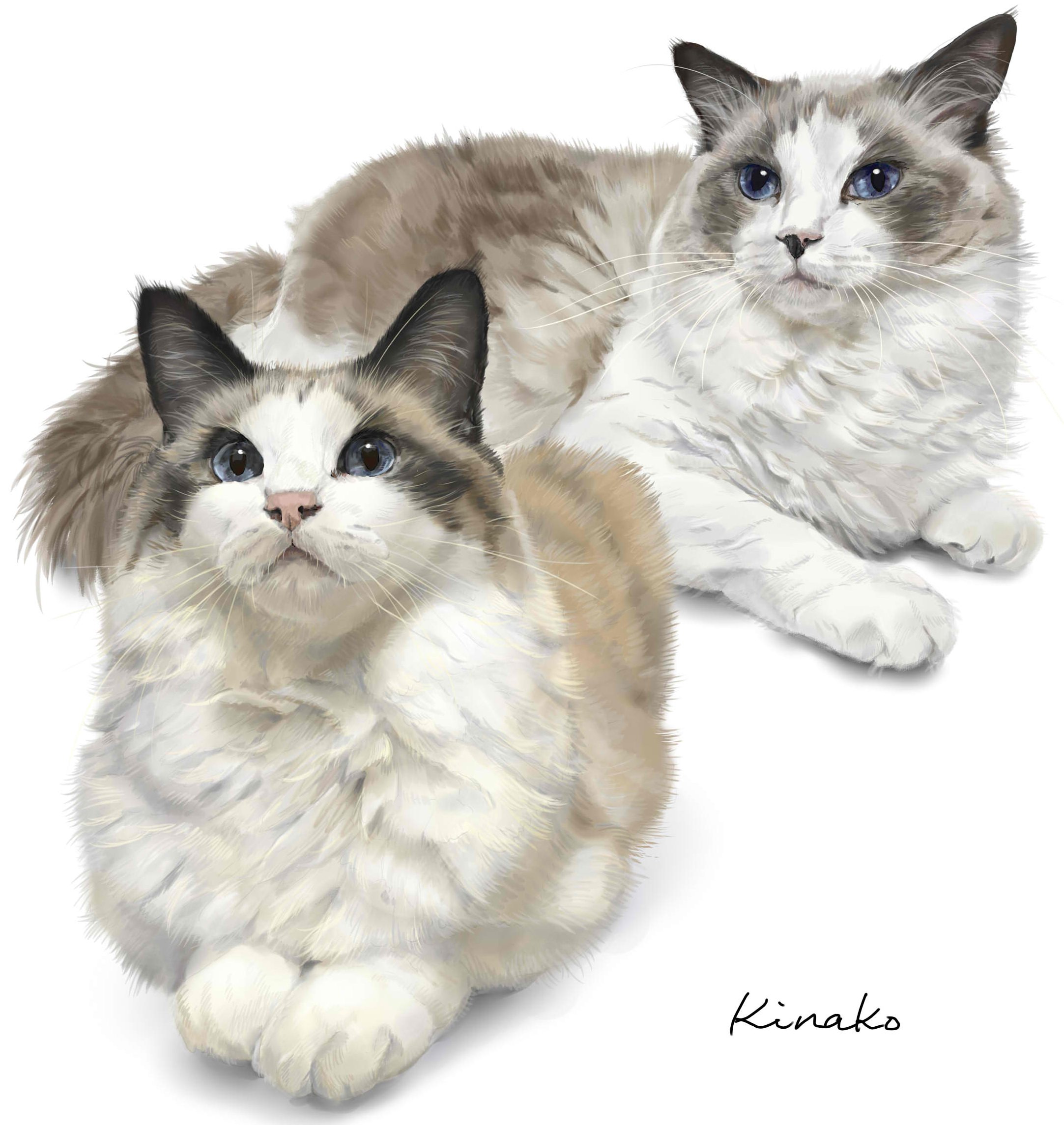 きなこ 猫の絵を描いています ぴめこ ラグドールさんのアルフレド君 レオナルド君 兄弟です 2匹を描いたので 並べてみました ゴージャスな美しい2匹です 猫絵 Cat Drawing 猫 イラスト 猫画 ラグドール T Co
