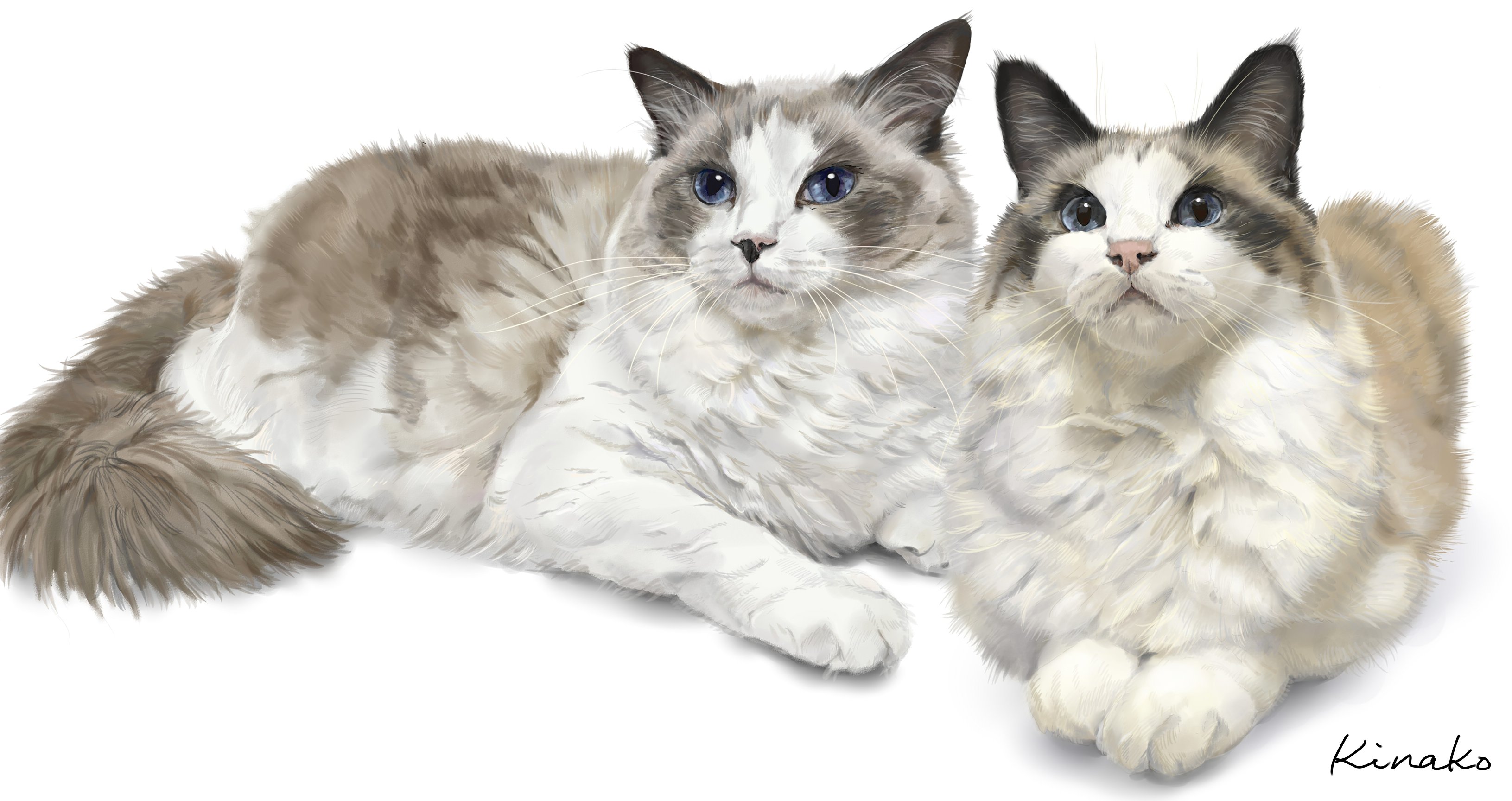きなこ 猫の絵を描いています Na Twitterze ぴめこ ラグドールさんのアルフレド君 レオナルド君 兄弟です 2匹を描いたので 並べてみました ゴージャスな美しい2匹です 猫絵 Cat Drawing 猫 イラスト 猫画 ラグドール T Co