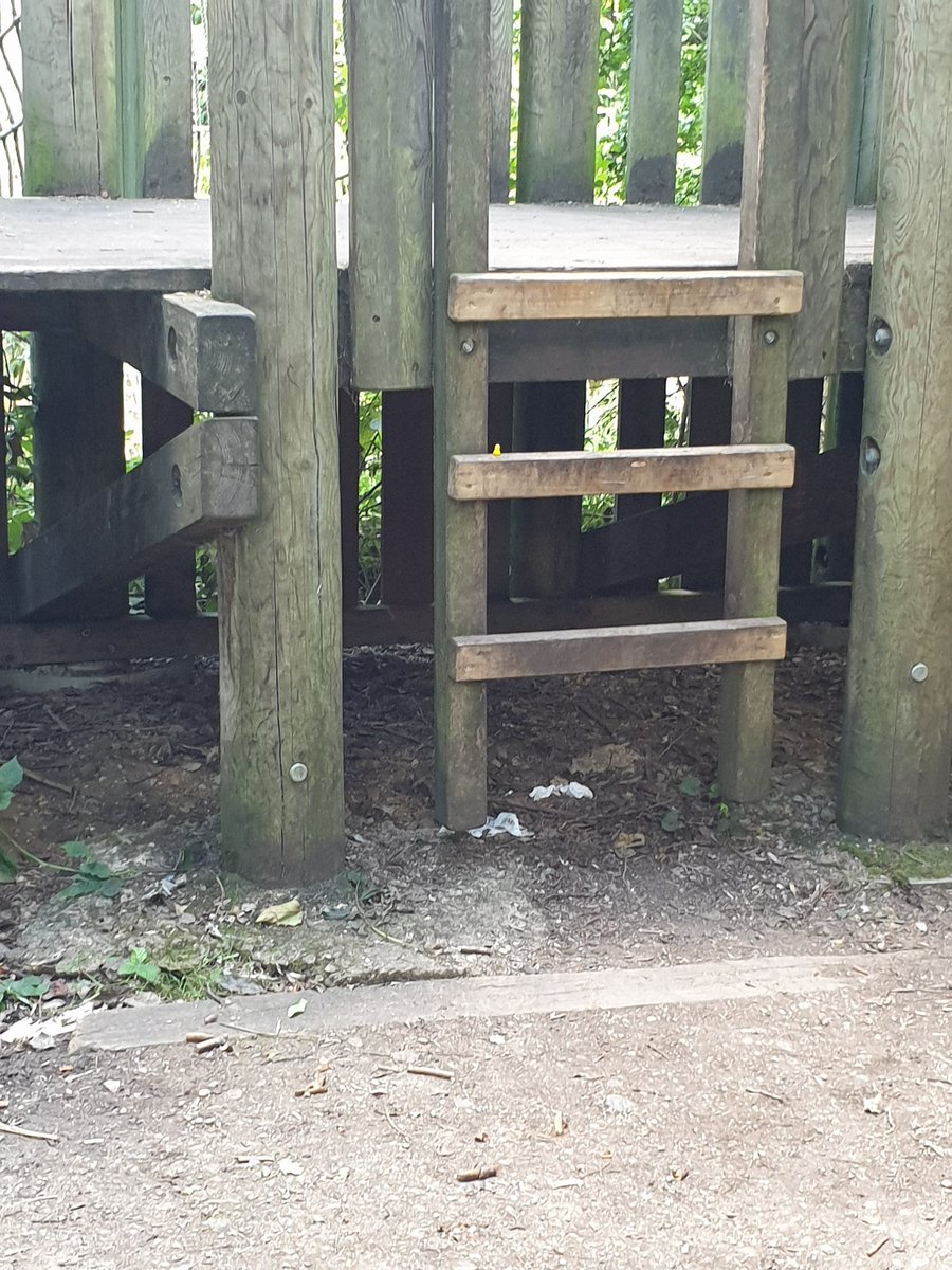 DuckMicro's tweet photo. Big climb for a #microduck.
Just having a little rest here. #mondaythoughts #finderskeepers #Happiness https://t.co/ZgpZ2HLRl6
