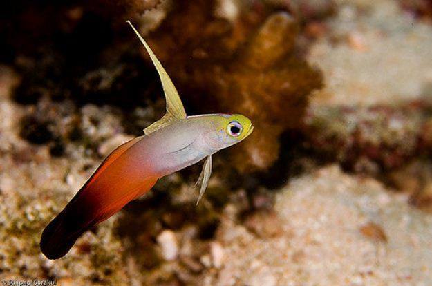 MyAquariumDepot's tweet photo. Fire Dart Goby by Sunphol Sorakul License = Attribution 09.08.2019
#softies #reeftanks #coralreefs
#reefaquarium #hardcoral #pods
#jellyfish #reef #coralreef #ocean
#aquascape #fishtank #fish
#cyano #redslime #nuisancealgae
#saltwateraquarium #sealife
#a… https://t.co/qRmrSlYuEx https://t.co/GIYD0G06lh