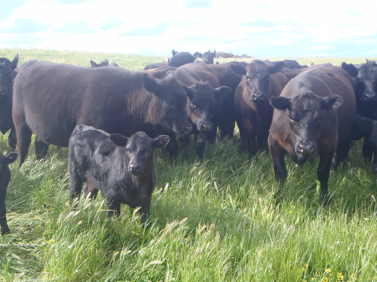 #trueaussiebeef <a href="/angusaustralia/">Angus Australia</a> we love our cattle