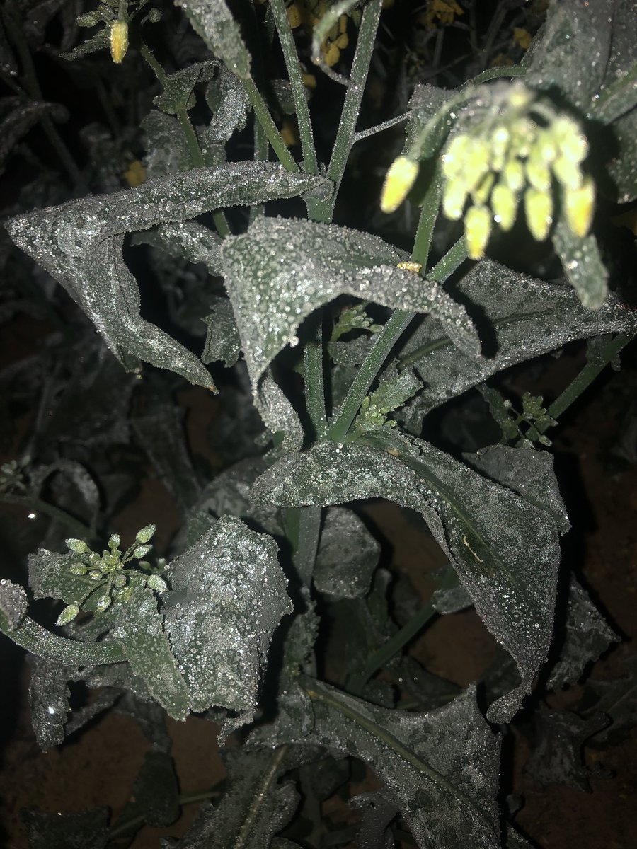 Rowan Starcevich tweet media