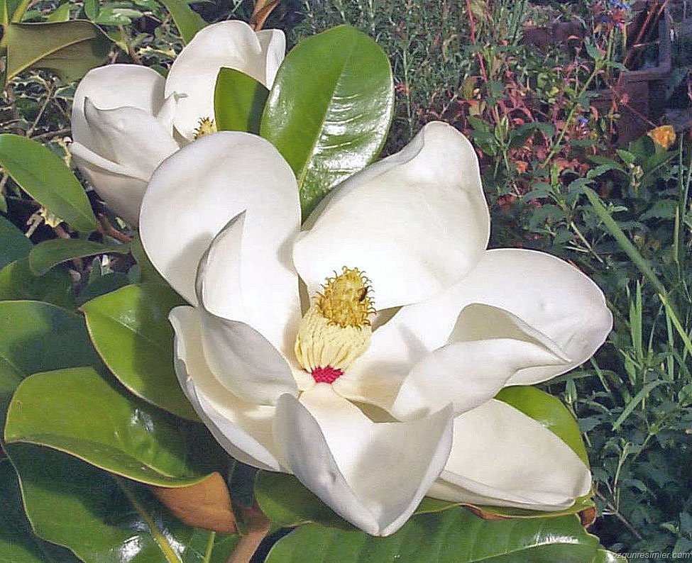 dunya radyolari bir tik uzakta; haritada gezin, ULKEYI YWAIL IAIKLri yani radyolari sec tikla dinle;  ve radyolari gor liste olarak; sec tikla ve DINLE  radio.garden/listen/friskyr… radio.garden/listen/cluster… radio.garden/listen/virginr…  #Marmaris
#ehliyet #surucukursu #kaynaksurucukursu