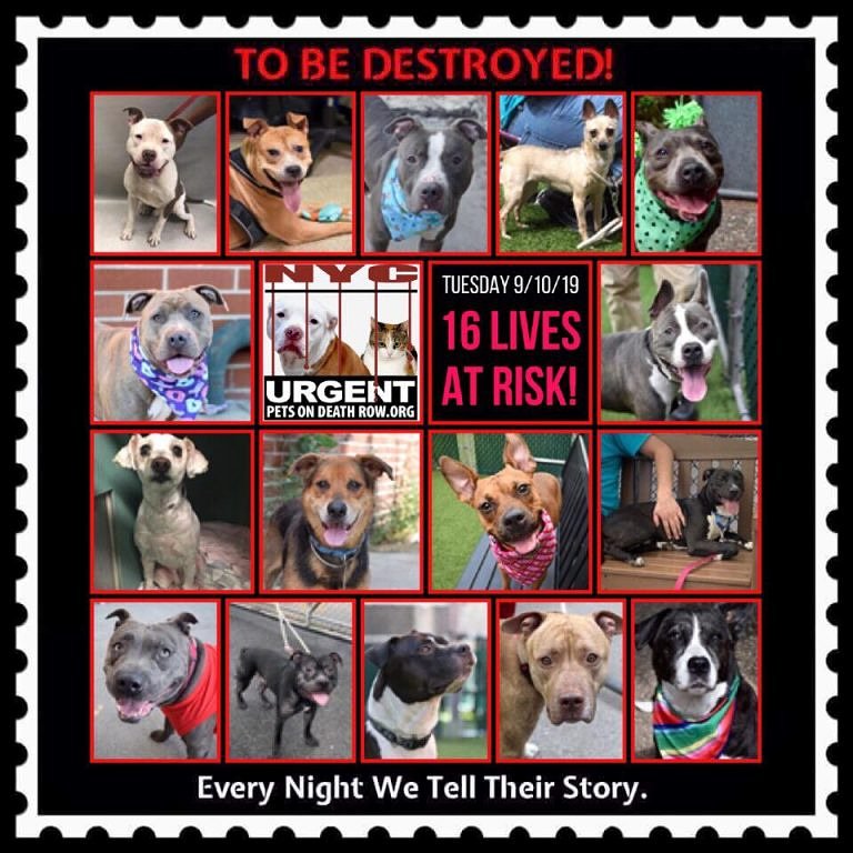 ctmidnightcat's tweet photo. Go here to see all info &amp; make any reservation(s): https://t.co/fJ3fu4T6L9

They only have until 12 PM Tuesday!!💔
🚨TO BE DESTROYED 09/10/19
#urgentpodr #deathrowdogs #NYC #nycdogs #BeAHero #savealife #adoptdontshop #adoptme #FOSTER #AdoptADog #DogsofTwitter #doglivesmatter https://t.co/1Of8CV09id