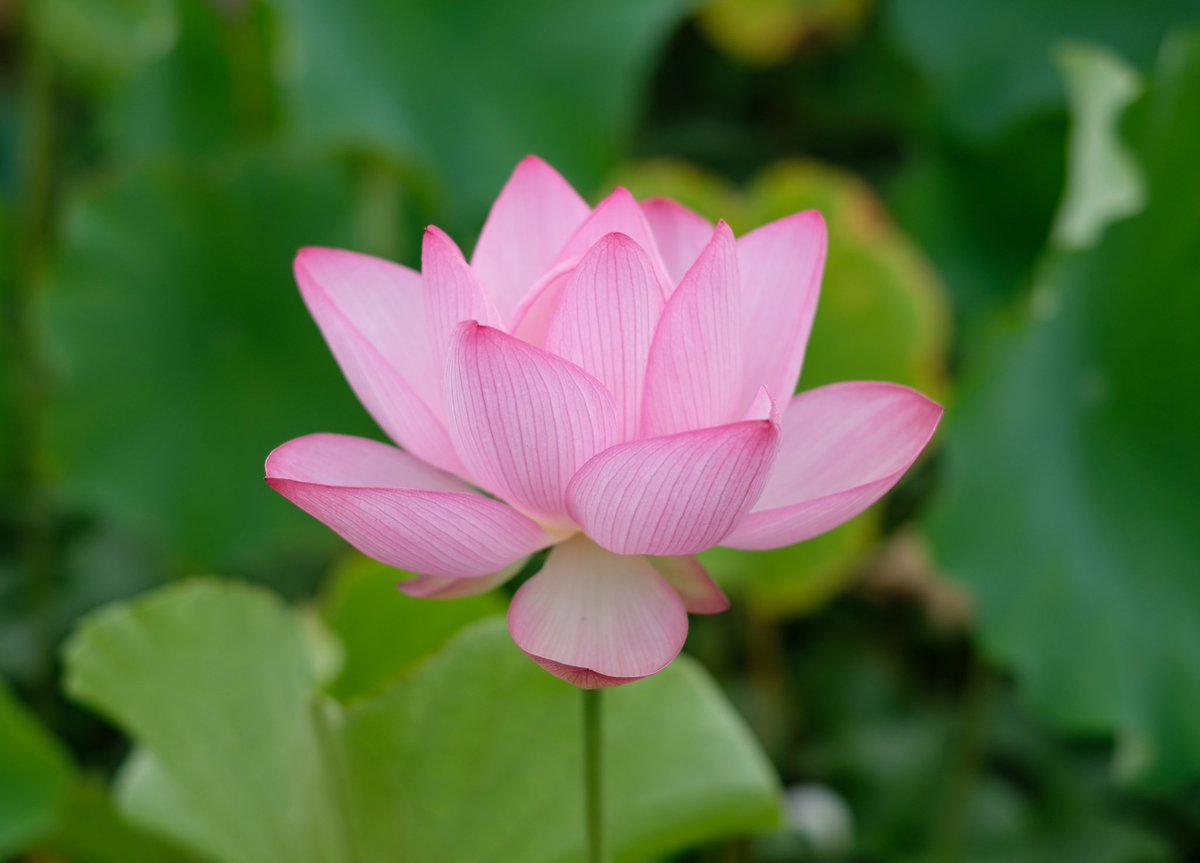 まさ雪 関東台風で大変みたいだけど秋田は平和で蓮の花が綺麗でした 日本は広い 秋田 蓮 蓮の花 写真好きな人と繫がりたい シナモン シナモロール サンリオ