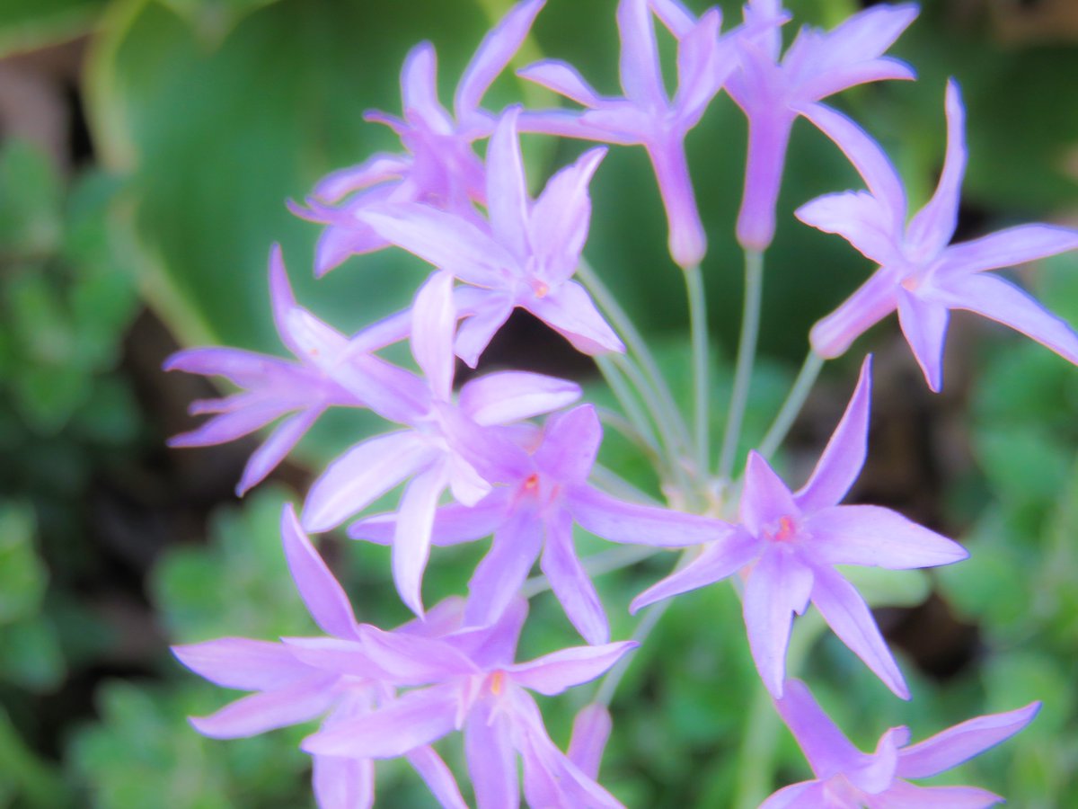 うさぎのしっぽ 9月9日の誕生花のひとつリコリス 東アジア原産ヒガンバナ科リコリス属の球根植物の総称 花言葉 誓い 追憶 深い思いやり 再会 情熱 穏やかな美しさ 快楽 彼岸花や鍾馗水仙や狐の剃刀や夏水仙やスターアマリリスや