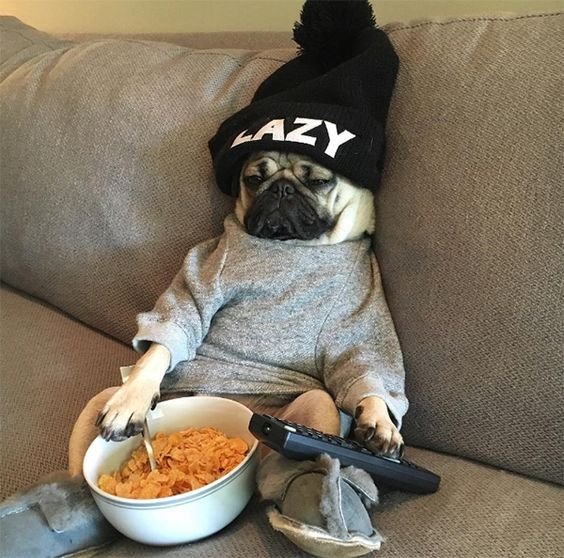 dazzlepug's tweet photo. After returning home from the office 😓
-
Tag your friend, who like #pug 

#Lions #BLACKGIRLSROCK #Nadal #dogs #PCAs #USOpen #FeelSpecial  #GrabBag https://t.co/60MAncb8gK
