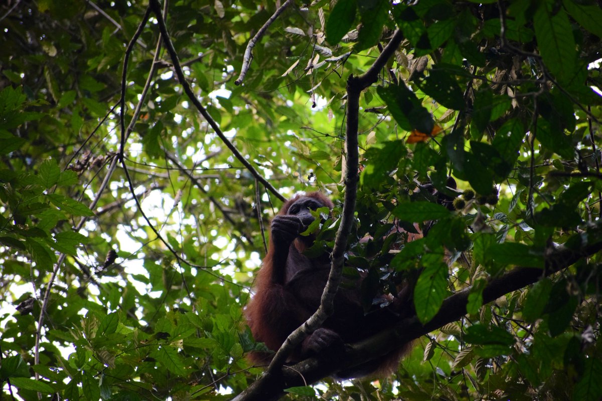 ট ইট র 京都大学野生動物研究センターwildlife Research Center 時差投稿ですが ボルネオ島の野生のオランウータンです 母娘のオランウータンを観察しました 今年 森は数十年ぶりに一斉開花をしていて 餌になる果実がたくさん実っています