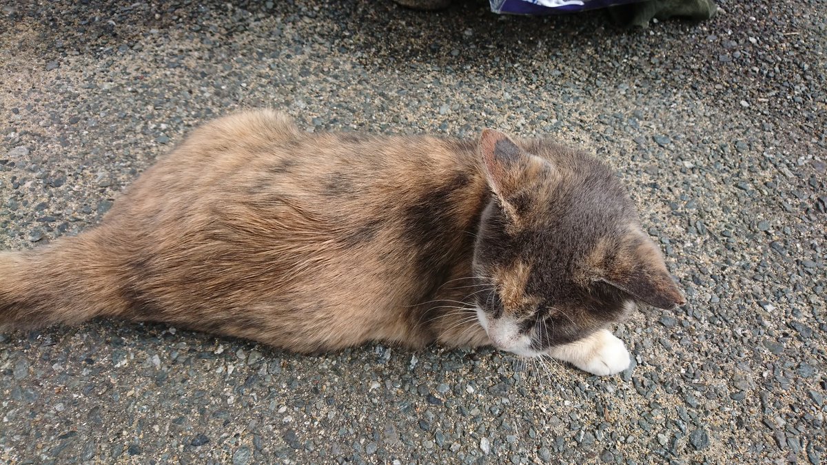 海 空 猫 三歌 みつよくん 