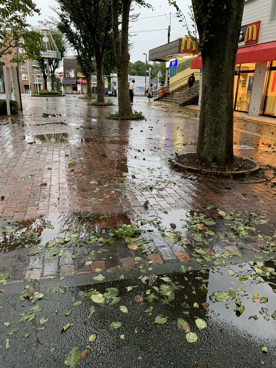 シジュウカラ狂信者 On Twitter 台風19号でも大量の野鳥が死ぬことが予測されます この前の台風ではスズメ 他の野鳥を含む が大量死し これ以上減少すると生態系に影響が及ぶ可能性があります 何かしらの障害物に当たり気絶している野鳥は玄関に一時的に置くだけ