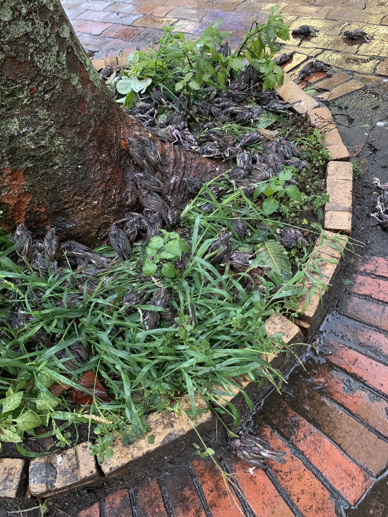 シジュウカラ狂信者 On Twitter 台風19号でも大量の野鳥が死ぬことが予測されます この前の台風ではスズメ 他の野鳥を含む が大量死し これ以上減少すると生態系に影響が及ぶ可能性があります 何かしらの障害物に当たり気絶している野鳥は玄関に一時的に置くだけ