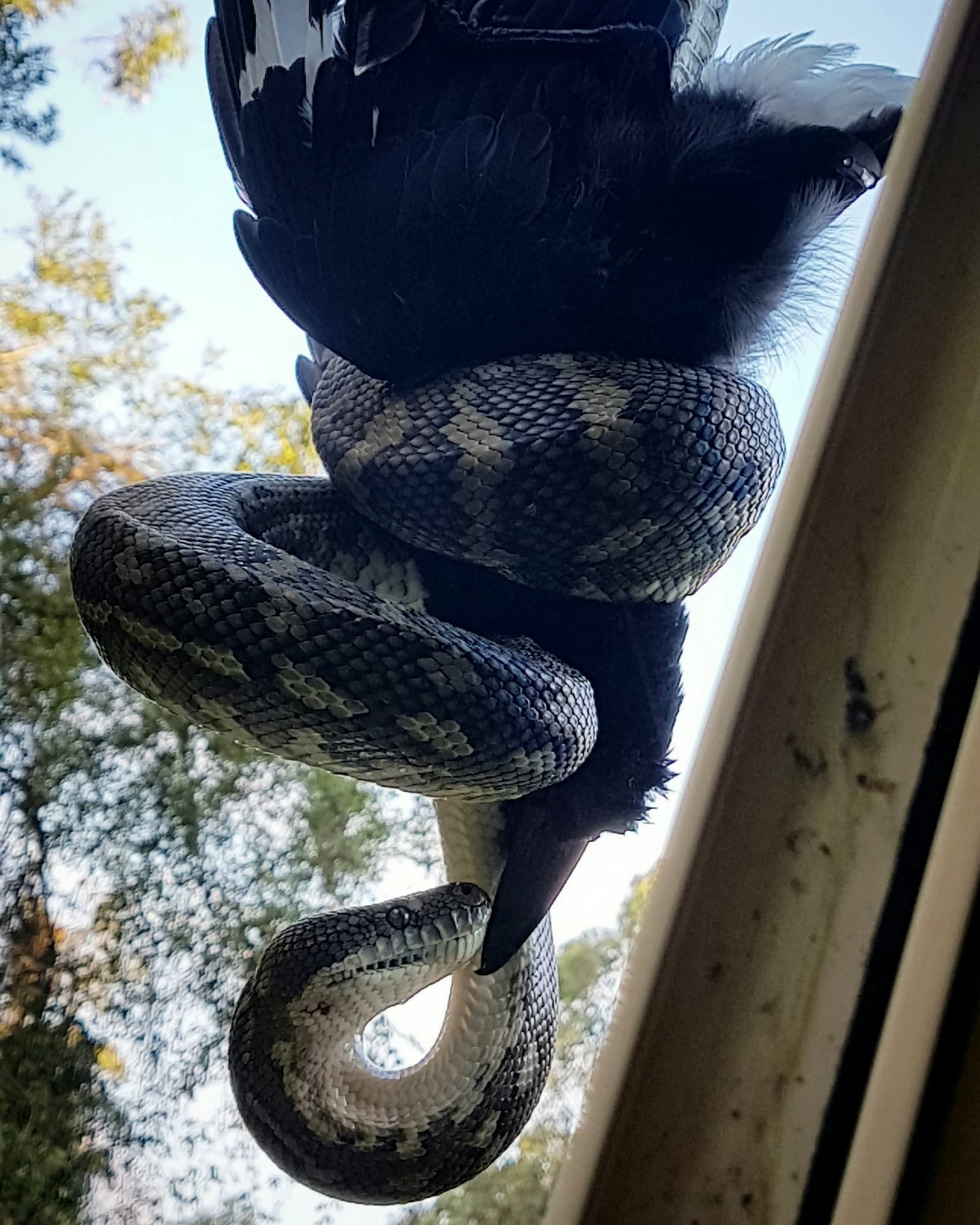 CCTV Asia Pacific on Twitter: "🇦🇺 Law of Nature! A wild massive carpet  #python captured a currawong and then devoured the terrified bird in 30  minutes in Queensland, #Australia. 自然法则！澳大利亚昆士兰州皮彻斯特，一条野生#