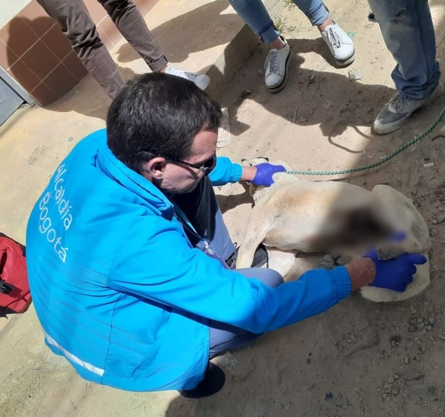 AnimalesBOG's tweet photo. 🚨¡Bogotá protege la vida de los animales!💓🐕

Por reporte a la Línea 123, nuestro equipo de #UrgenciasVeterinarias atendió un perro con herida expuesta en abdomen, en el barrio Alfonso López de Usme. Fue estabilizado y remitido para hospitalización🏥 https://t.co/LG9ovSmfF2