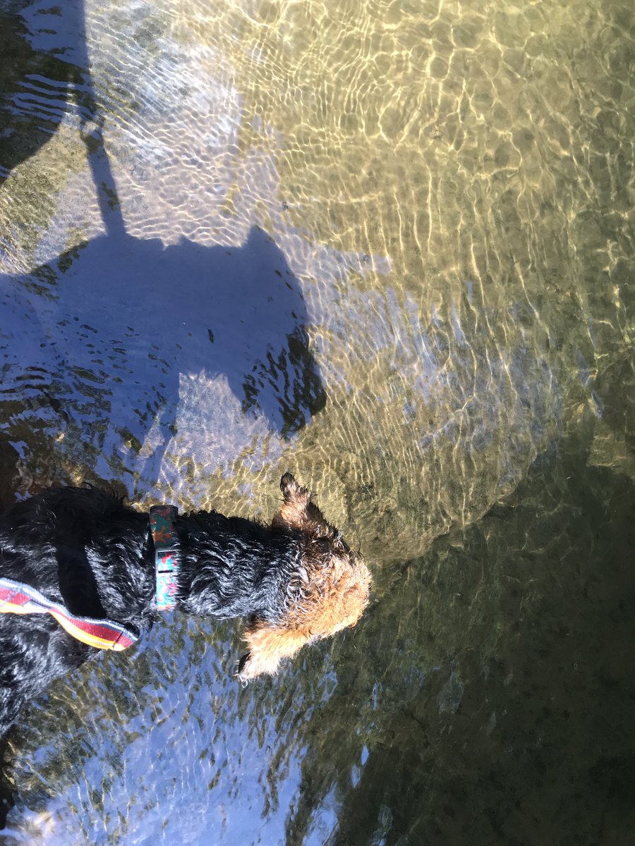 DarcieBPhoto's tweet photo. An #Airedale #puppy and his grownup shadow. https://t.co/I8g5QPltS6