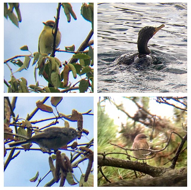 Ontario Place bird notes #16 | It really felt like autumn this evening A yellow-rumped warbler, blue-gray gnatcatchers, a Philadelphia vireo, cormorants, black and white warblers, a downy woodpecker, American redstarts, an eastern wood-pewee, cormorants, and a magnolia warbler.