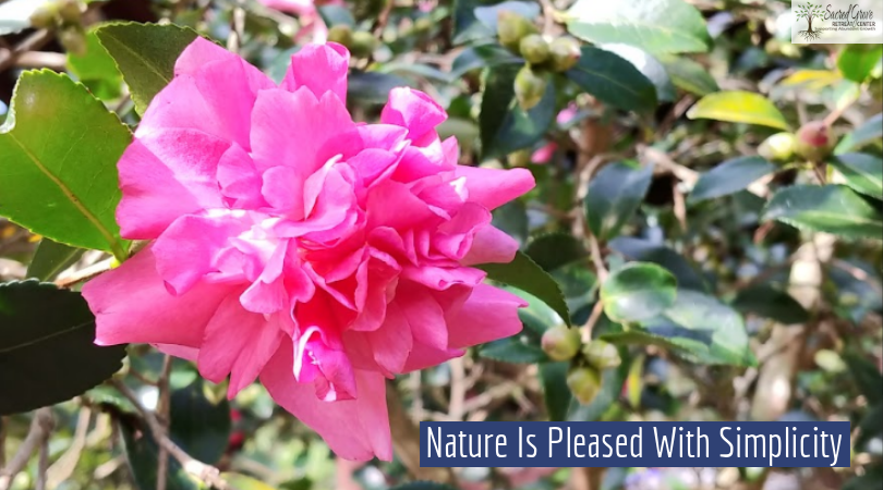 sacredgrnc's tweet photo. 🌺Look deep into nature, and then you will understand everything better.

#sacredgroveretreatnc #Retreat #health #event #northcarolina #USA #healing #yoga #nature #sacred #CharlotteNC #Charlotte #NC #simplicity #life #wellness #wonderful #successful #inspiration #place https://t.co/HPFogKisvm