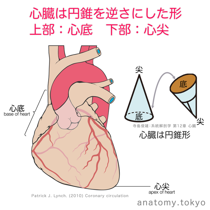 循環器のtwitterイラスト検索結果 古い順 循環器のtwitterイラスト検索結果 古い順
