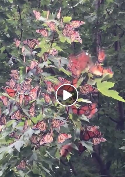 bsteffen's tweet photo. Migrating monarch butterflies in Zeeland, Michigan this evening (from Rick Schreur):  https://t.co/QhK4ypdnPP   video at link https://t.co/UgQTGIEFny