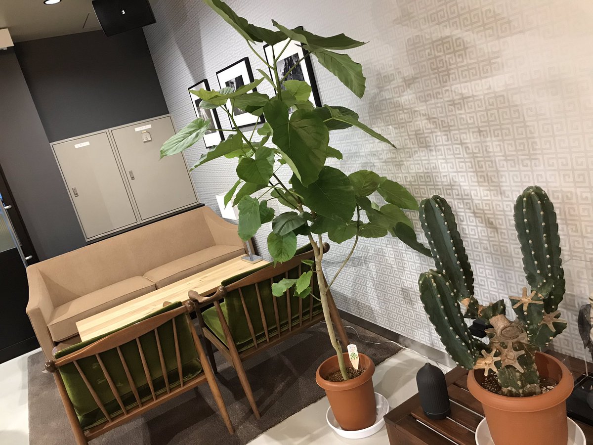 O Xrhsths 創美社 Main Sto Twitter 新本社1f びっくり ワークラウンジがジャングル 花壇ができて緑に溢れてますっ 群馬 創美社 おしゃれ 植木 写真 植物 Photo 観葉植物 撮影 サボテン 緑 あとの植物の名前がわからない汗 T Co Eomwxzkzij