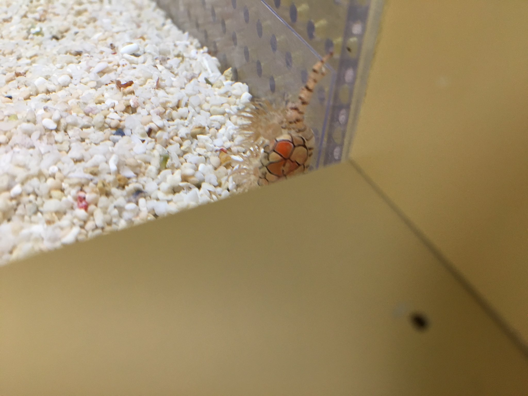 飴屋理助 コバンザメはジンベエザメなどの大型動物にくっついて泳ぐことで餌のおこぼれにあずかったり楽に移動できたり天敵から身を守ったりします しかし 大型動物の側には特にメリットがなく コバンザメが一方的に利益を得る関係なので片利共生と呼ば