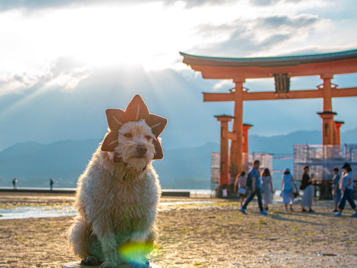 かぶりもの犬 まんぺい もみじ饅頭 のネ申 再び 降臨 これまで出雲大社やこんぴらさん お遍路巡りに高野山といった日本屈指のパワースポットを巡ってきたかぶりもの犬まんぺいが 厳島神社 からhappyパワー をお届けします かぶりもの犬