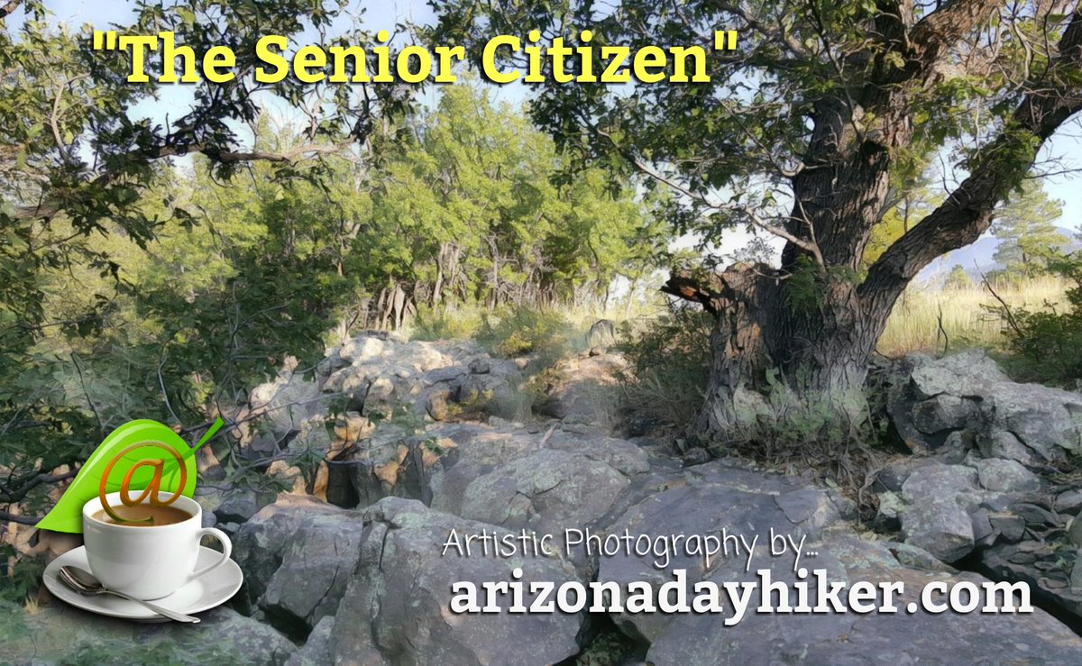 nazstuff's tweet image. The old Oak Tree is a senior citizen. Natural composition worthy of the “masters,” in Buffalo Park, Flagstaff city limits, Arizona, artistically interpreted. Now included in my online Gallery. arizonadayhiker.com
