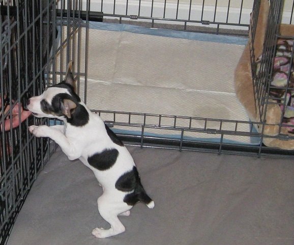 ModernPuppies's tweet photo. A PTPA potty trained puppy. Watch our world-famous video: https://t.co/hegzOMM4z7 https://t.co/MSbOeL9Kf3