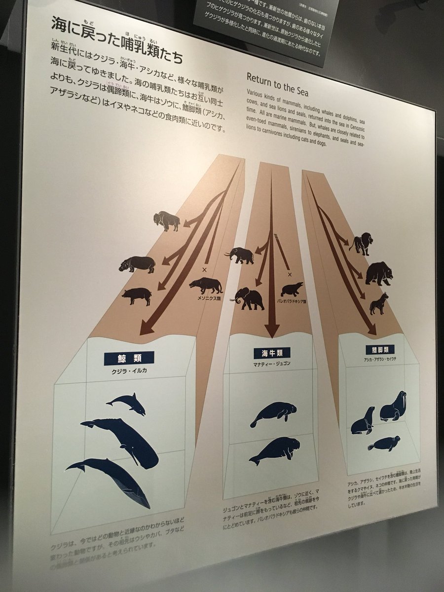 平中なごん בטוויטר 哺乳類 も陸ばかりでなく海に戻っていった クジラ マナティ オットセイ などもいました でも 海の 哺乳類だからといって横の繋がりはなく 同じ系統の仲間じゃないんですね このパネルがわかりやすい アザラシ はなんと 犬 や 猫 の