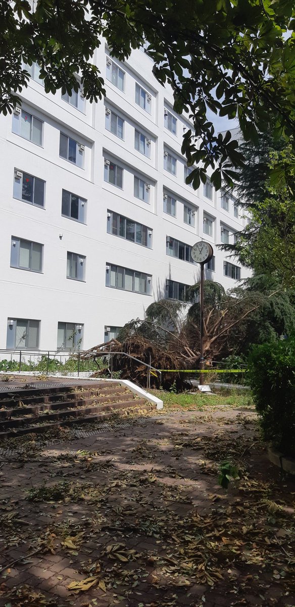 haranyyyyy's tweet image. おいでよ横国の森の西側が……