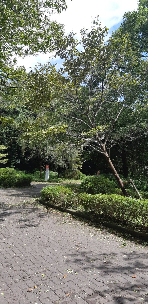 haranyyyyy's tweet image. おいでよ横国の森の西側が……