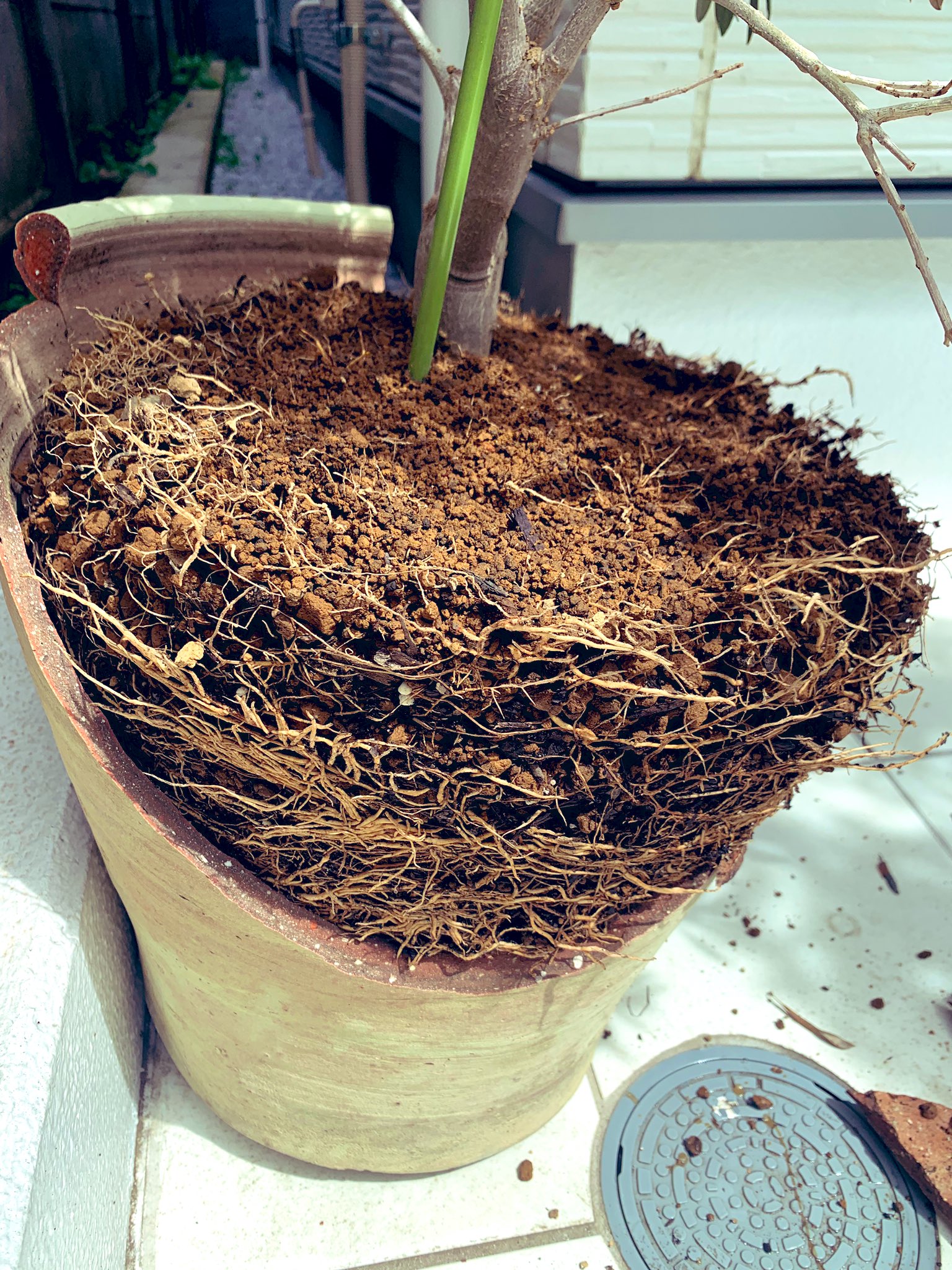 四角い林檎 台風で破壊されたオリーブですが 根詰まりするほど根が張っていて植え替え 時だったかもしれません 今朝大きめのプラ製鉢を近所の花屋で購入し 植え替えました オリーブ ガーデニング 台風