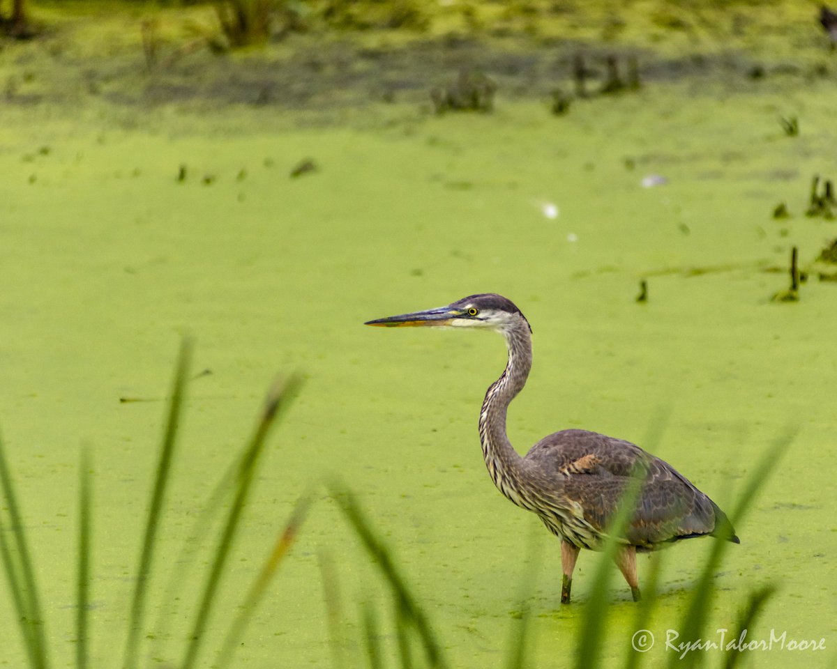 ryantabormoore's tweet photo. This Great Blue Heron was having a tough time finding lunch with all of the duckweed on the marsh.
#wildlife #nature #nikon #birds #lightroom #eaglemarsh
@lrwp_org @NikonUSA @Lightroom
D7100, Nikon 80-200 AF-D https://t.co/B81m2p3RRW