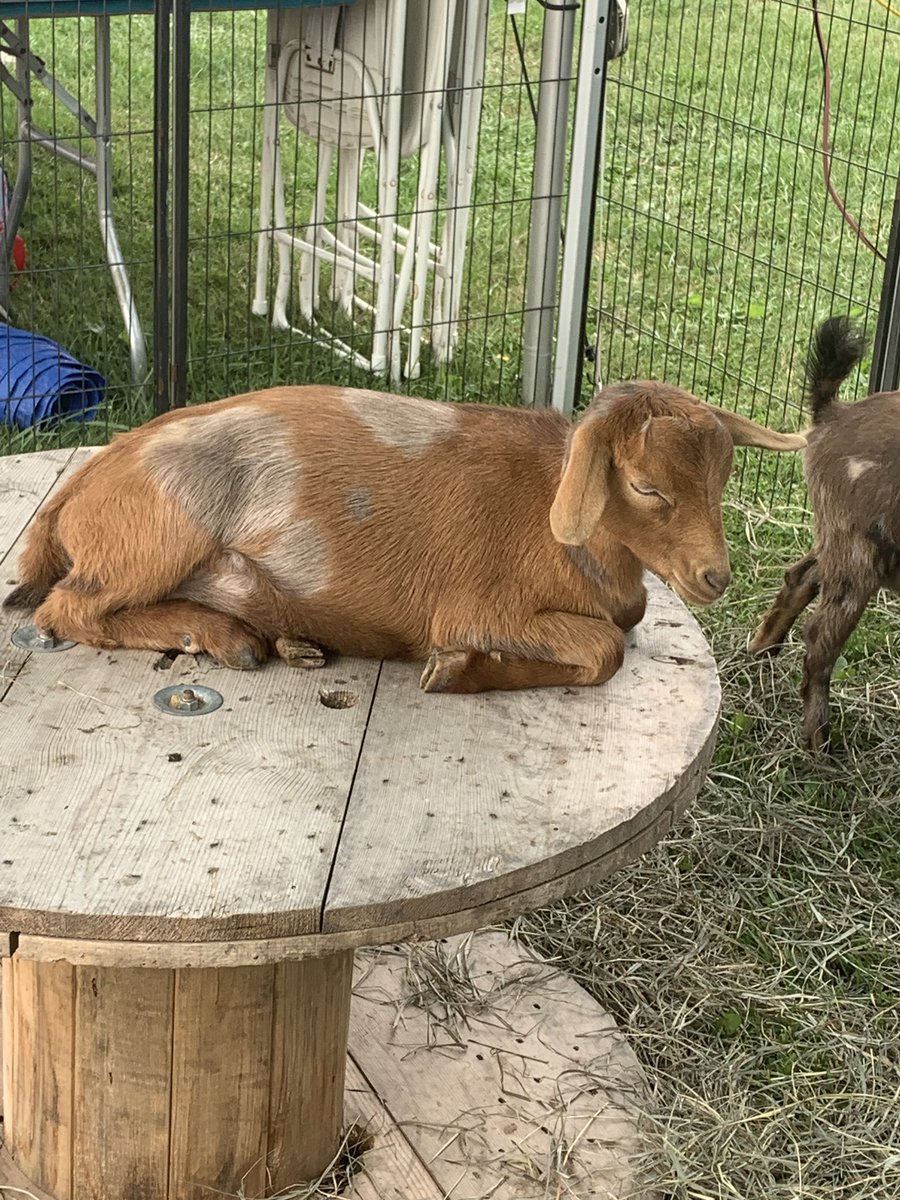 brettalana's tweet image. I love fair szn #happyldw