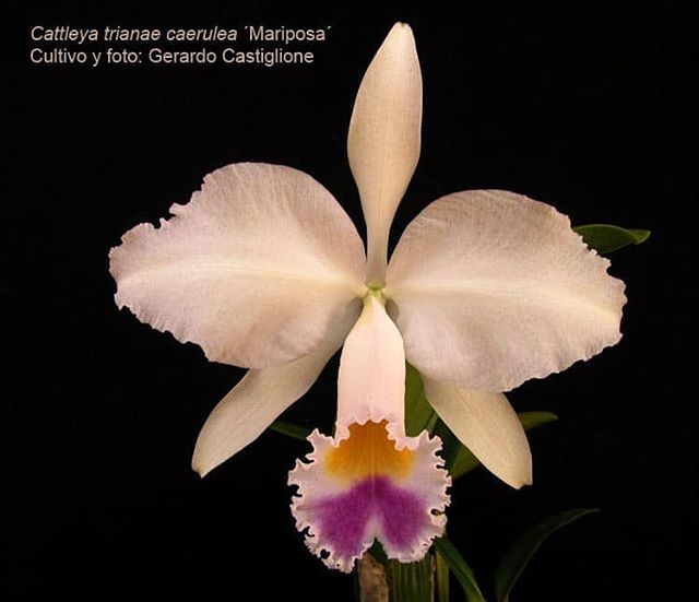 SMOrquideas's tweet photo. Esta delicada orquídea es una #Cattleya trianae caerulea 'Mariposa' es de nuestro cultivador Gerardo Castiglione @gerardo_castiglione 🌿🍃🍀🌾🍀🍃🌿
#ExpoOrquídeas2019
#orchid_worlds #ElNacionalWeb #topfleur #_international_flowers_ #phx_flowers #splend… https://t.co/6wJo2szZZ6 https://t.co/g9qSAN26TY