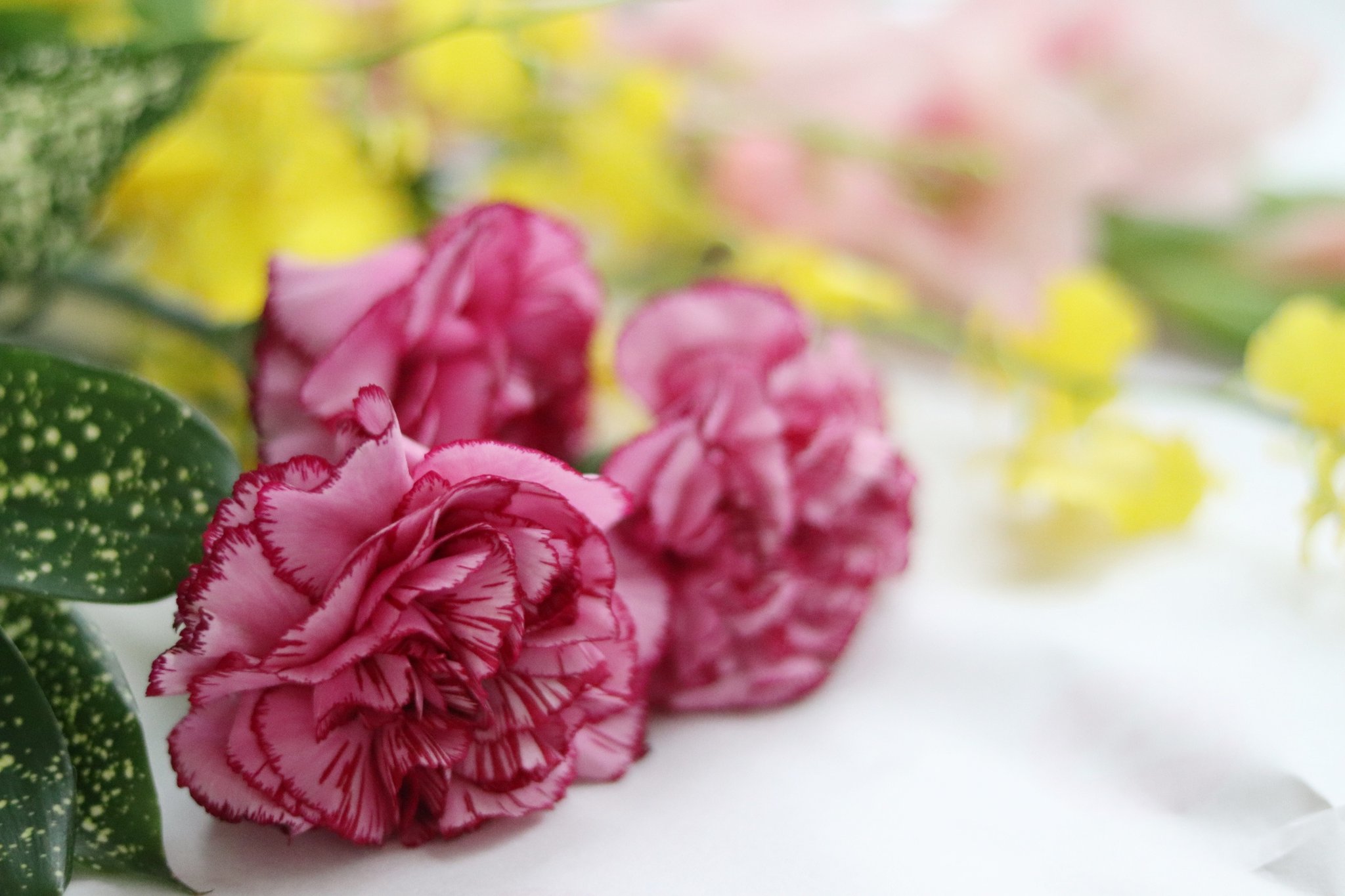 Gemomoge 花がね新鮮で 自分では買わないなってのが届くからなかなかお買い得 そして単純に癒される 花に癒されるようなるとはなぁ 花のある暮らし 日本総合園芸 T Co Dy0a25sgpp Twitter