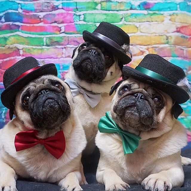 Cock your hat - angles are attitudes 🎩🐶🎩 Have a colourful new week furrends ❤️💙💚
.
Pawsome hats from @bonoshatshop 🎩
.
.
.
.
.
.
.
.
.
#bonoshatshop #topdog #pugsofinstagram #pugworld #hipsters #pugoftheday #instapugs #pugfamily #pugfashion #dogs… ift.tt/2Ld0Ecg