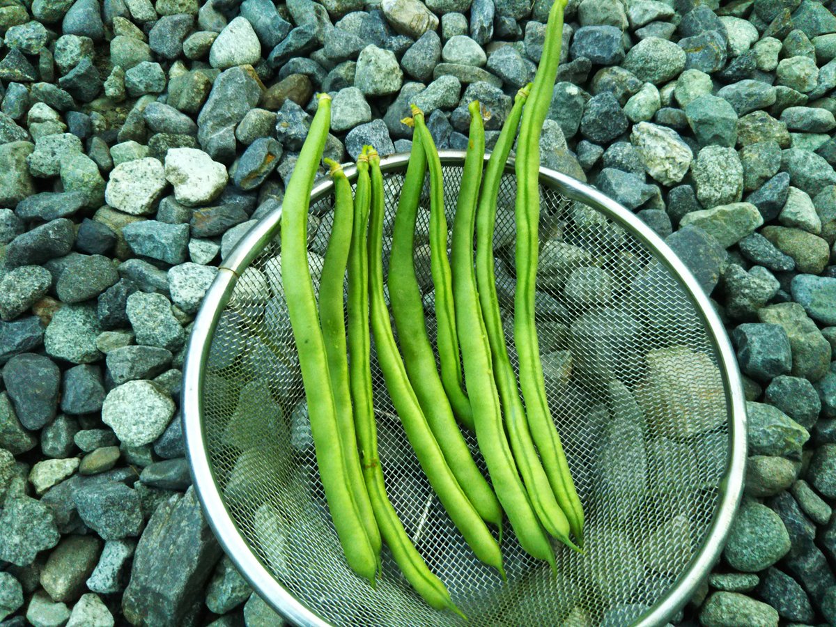 インゲンの栽培