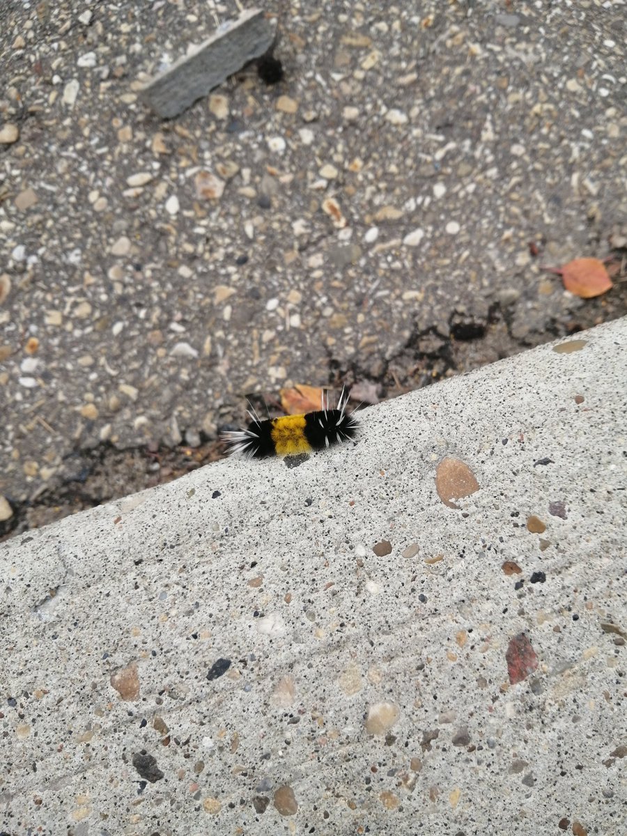 NOWMaconezie's tweet photo. I met a friend while I was reloading the Trucksicle! His name is Henry and I think he's adorable! (Sorry if you don't like caterpillars, I just couldn't resist posting it 😂) Heading to Spruce Grove! #1023NOWRadio #NOWTrucksicle
@NOWTrucksicle https://t.co/fEGJnEvQuu