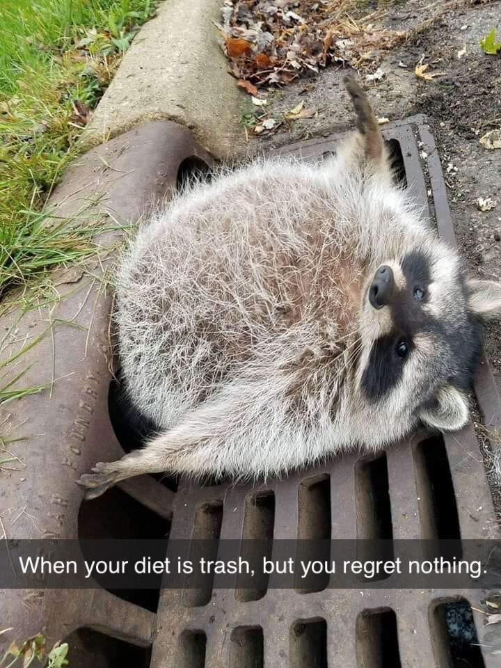 MensHumor's tweet photo. Spirit animal. https://t.co/3GU47EK1Nd