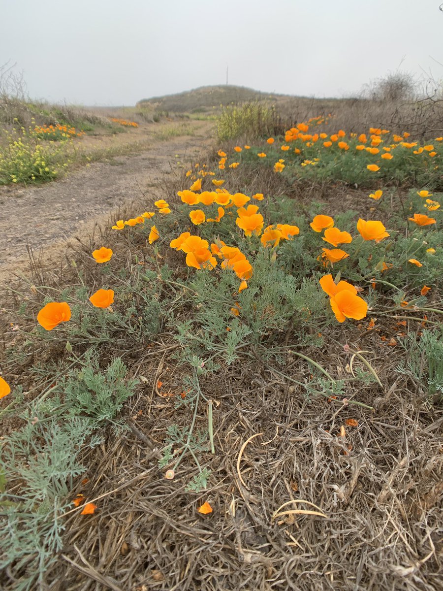 CAjurist's tweet photo. Our state’s beauty never ceases to amaze me. Ruggedly beautiful. Let’s keep it that way. https://t.co/b4fNrx8kBk