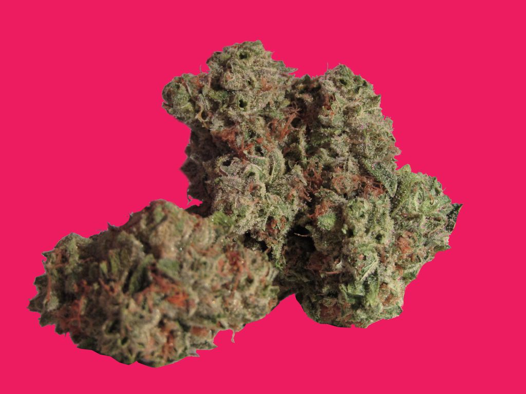 blizzlmedia's tweet photo. Name the strain! It's a beautiful nug... but what is it?
Green Crack
Alaska TF
Maybe Orange Tangy?
What's your guess?

#weeddeals #cannabisdeals https://t.co/OFeKHaHHCW