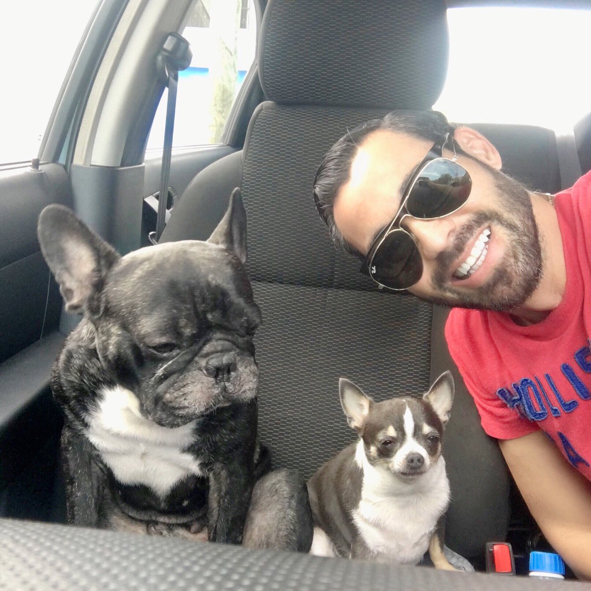 RoAlpuche's tweet photo. These 2 wonderful companions ... speechless!  💚💜🐾🐾
.
.
.
.
 #justme #bacalar #friday #tgif #afternoon #dad #son #cousins #frenchbulldog #frenchie #chihuahua #love #dog #doggy #happy #happiness #dogoftheday #dogdad #little #friends #lovely #man #mann #uomo #homme #bearded https://t.co/kn5CiC7Jym