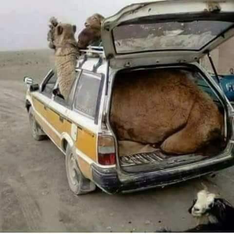 biskra7's tweet photo. الشخص الذي أدخل الجمل في هذه السيارة هو الشخص الوحيد القادر على إخراج الجزائر من الأزمة 😅 https://t.co/tt7qzkyuXD