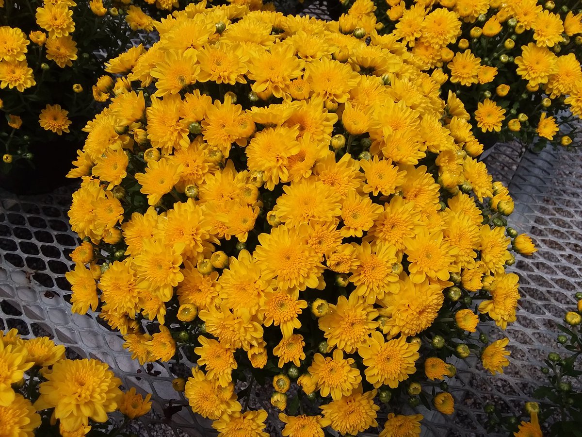 feliscuppyi's tweet photo. 🍁🍂🌻🍃 https://t.co/3h4rEMvCFF