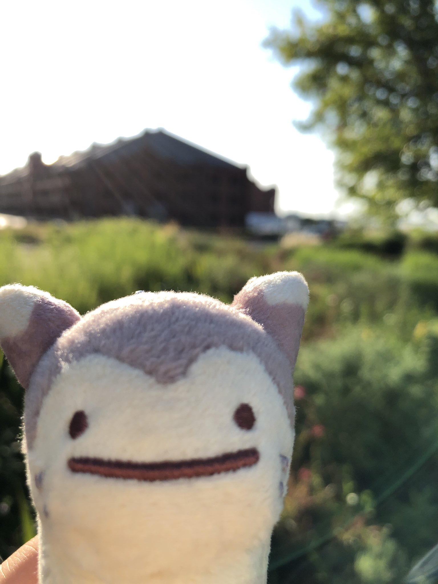 企画屋 寺嶋 みほ 明日は僕をさがしてね オタチからの進化だよ 色違い実装まであと一日 オオタチ 色違い Pokemongo ポケモンgo T Co 5ogelxxhtt Twitter