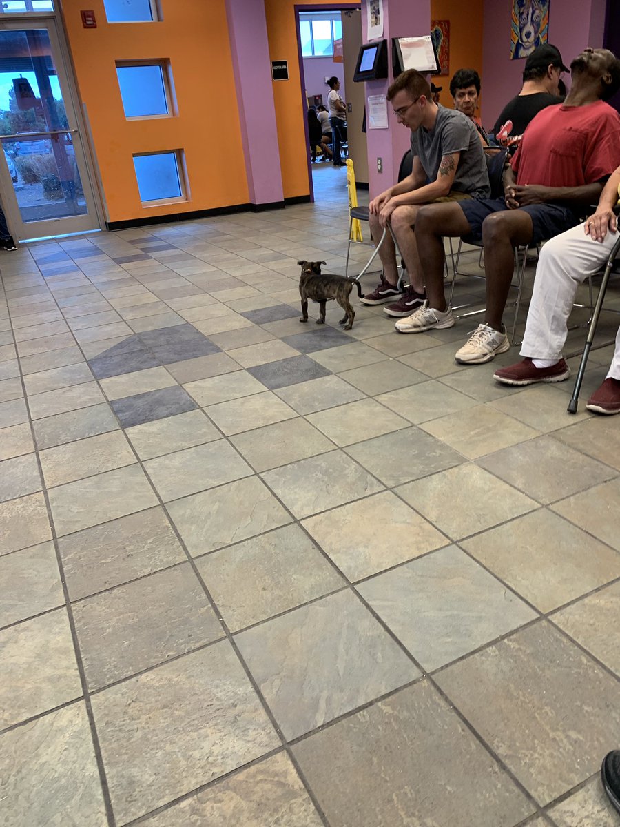 Netman_Writer's tweet image. Pet Adoption Day at El Paso Animal Center - $2.00 per pet only. Crush of people and long waits.