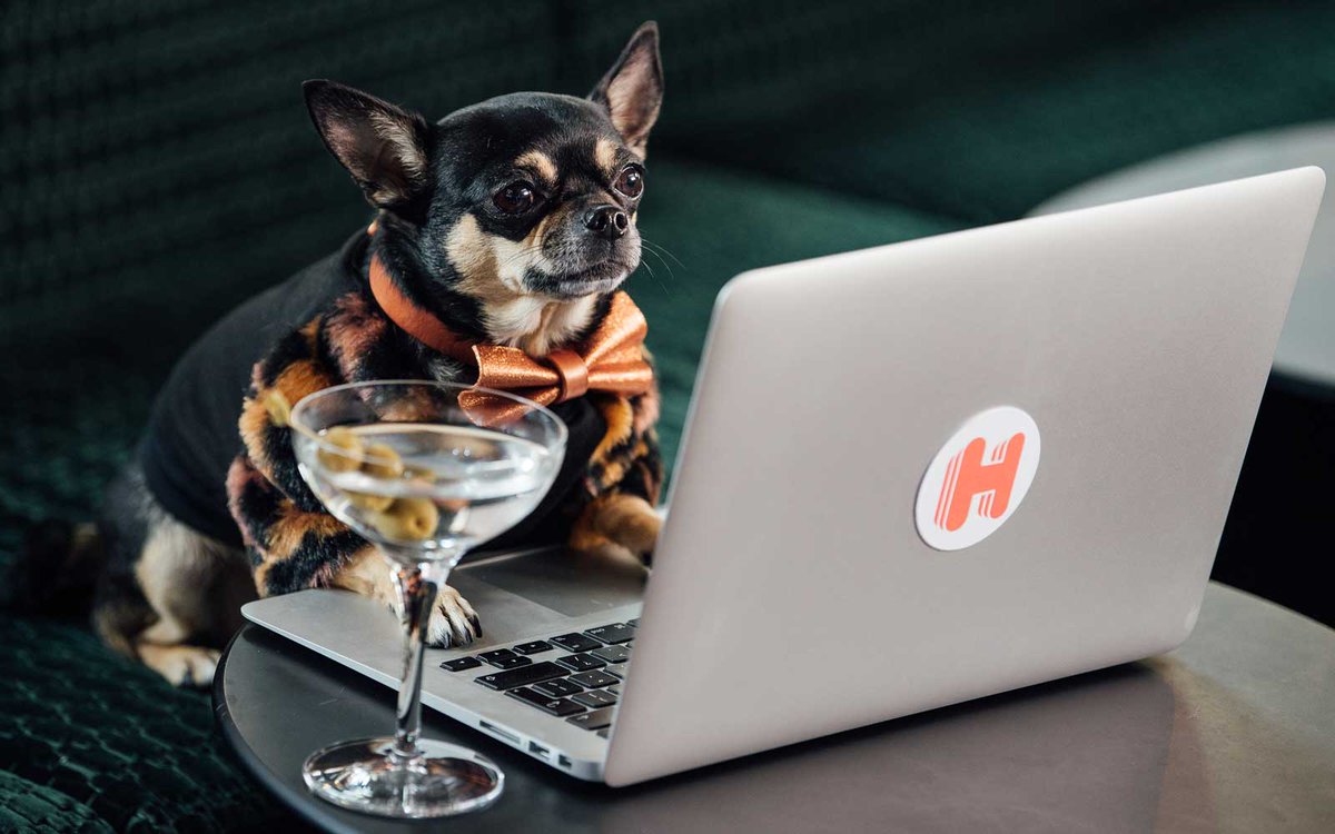 wildearthpets's tweet photo. 💵 Dog job alert y’all! Is your pooch up to the task? 😏
.
.
.
#dogjob #hotelreviewer #traveldog

 https://t.co/4pqfcCLPLJ https://t.co/hrJXrhSeEA