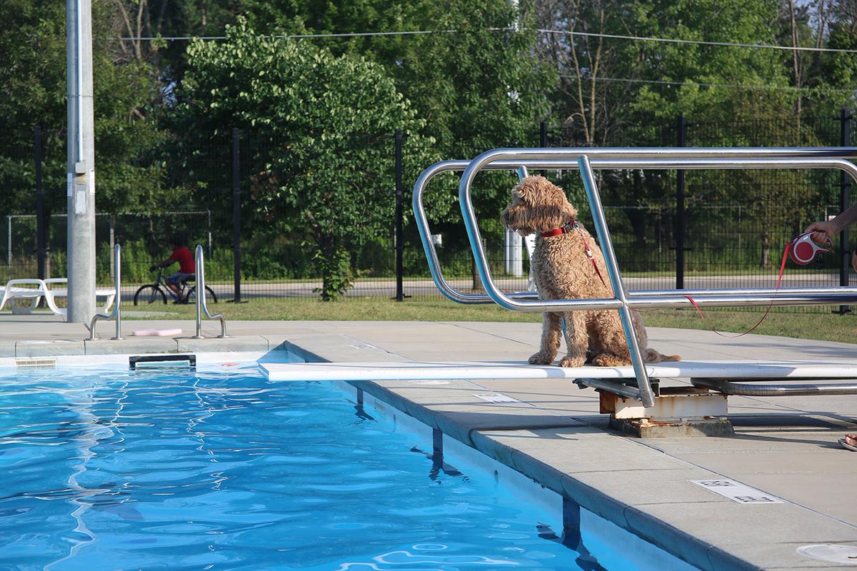 saugaparksrec's tweet photo. Calling all dog owners to an exclusive Dogs Only Swim event at the Lion's Club Outdoor Pool Sept. 7. Check it out at https://t.co/THrhVcRcdS #SaugaSwims https://t.co/4Pxu4RDyXM