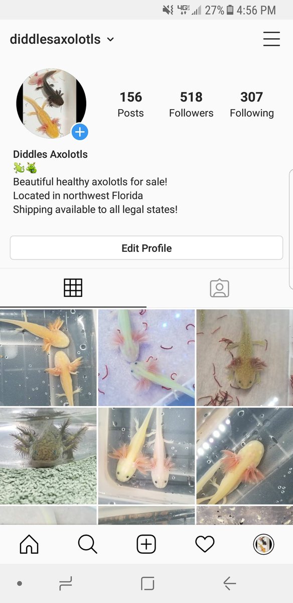 DiddlesAxolotls's tweet photo. Come follow us on Instagram https://t.co/KWHD7AoJzg #axolotl #axolotls #pets #instagram #follow https://t.co/wfRtV9ZHQV
